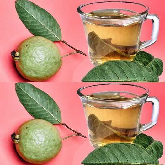 Guava Leaf Tea: A Powerhouse of Health Benefits