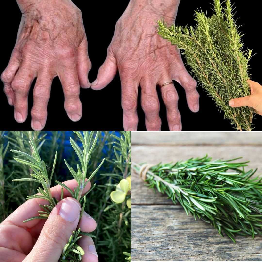 Apply Rosemary to Your Joints: Feel Young and Energized Again!