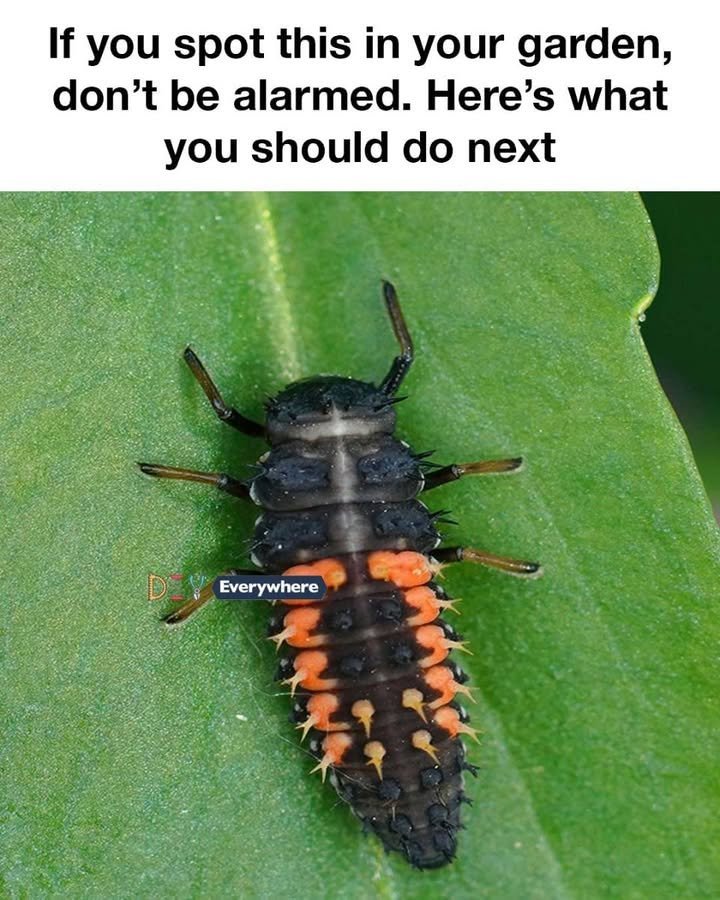 If you spot this in your garden, don’t be alarmed. Here’s what you should do next