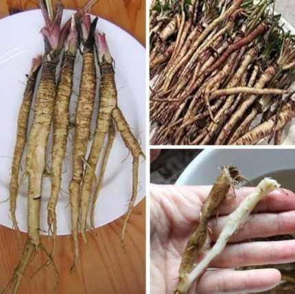 A plant that destroys cancer cells in just 48 hours! It’s 100 times more effective than chemotherapy.