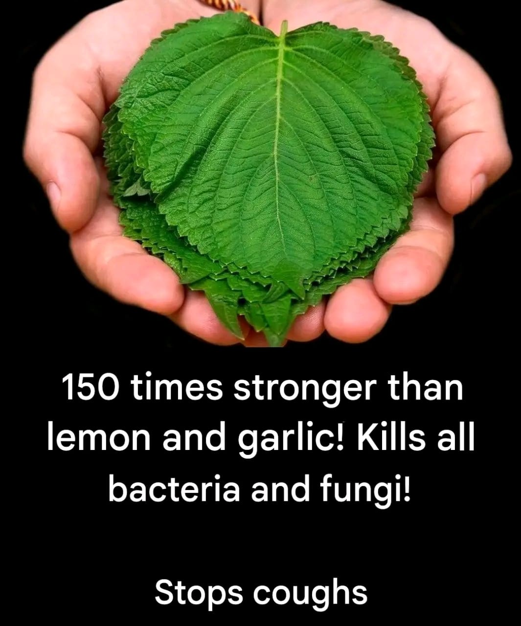 150 times stronger than lemon and garlic! Kills all bacteria and fungi! Stops coughs.