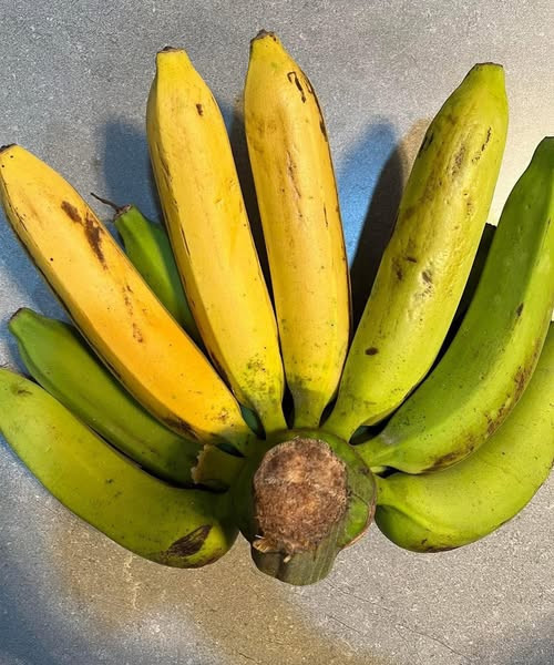 Doctors reveal that eating a slightly unripe banana causes ….