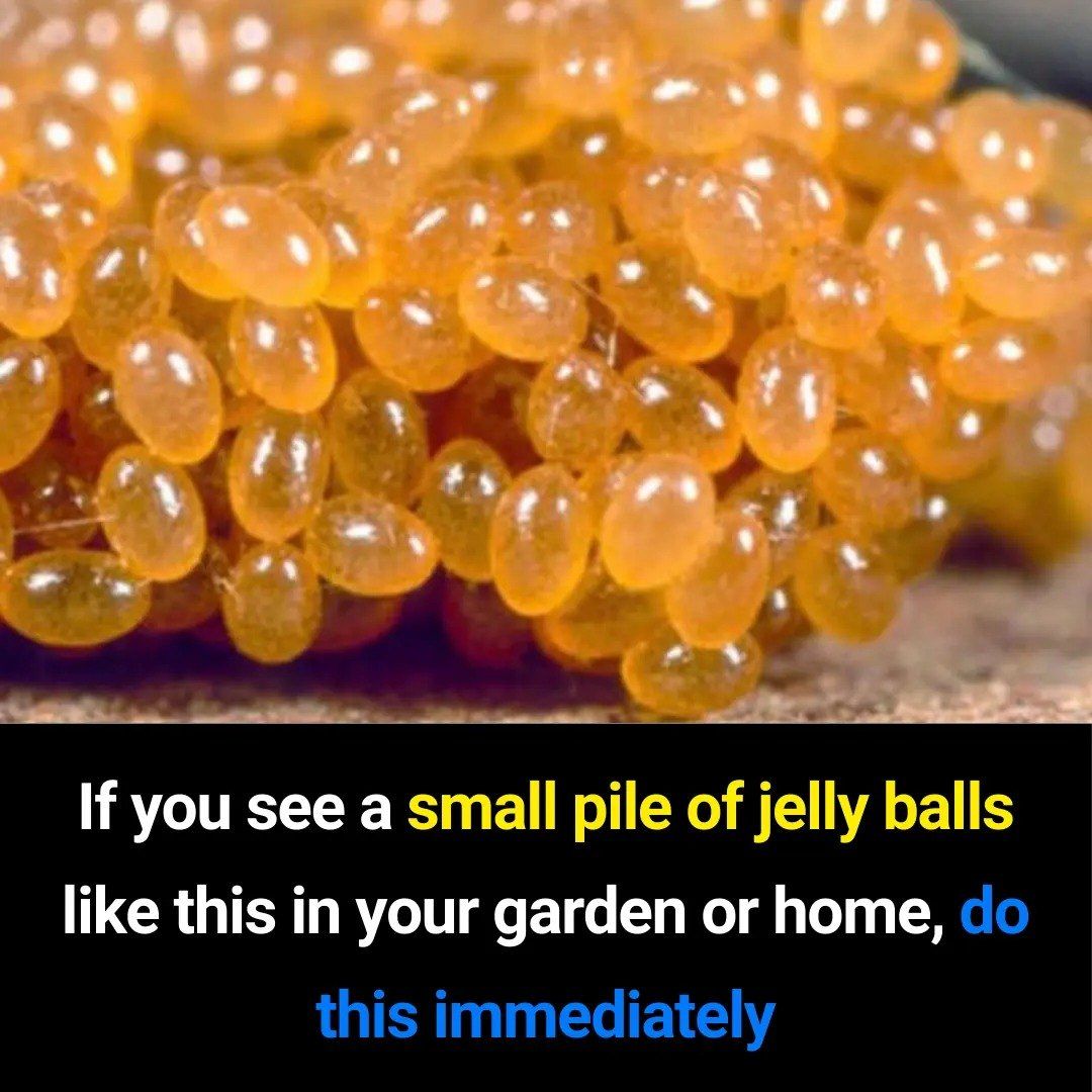 Tick Eggs: How to Spot Them, Risks, and What to Do Next