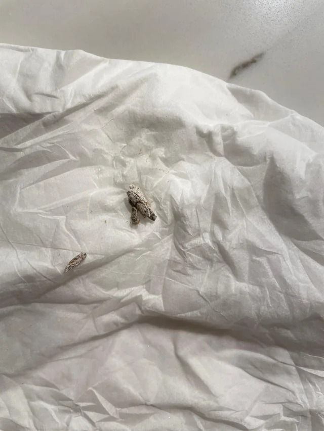 I just found this stuff on my bed, it’s making me a little scared, what is it?