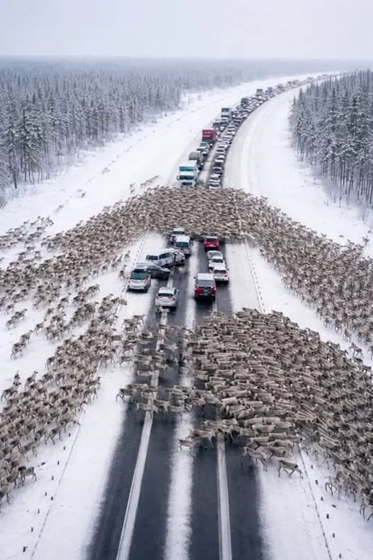 On the highway, drivers became witnesses to a Christmas miracle! thousands of reindeer ran onto the road, instantly creating a massive traffic jam
