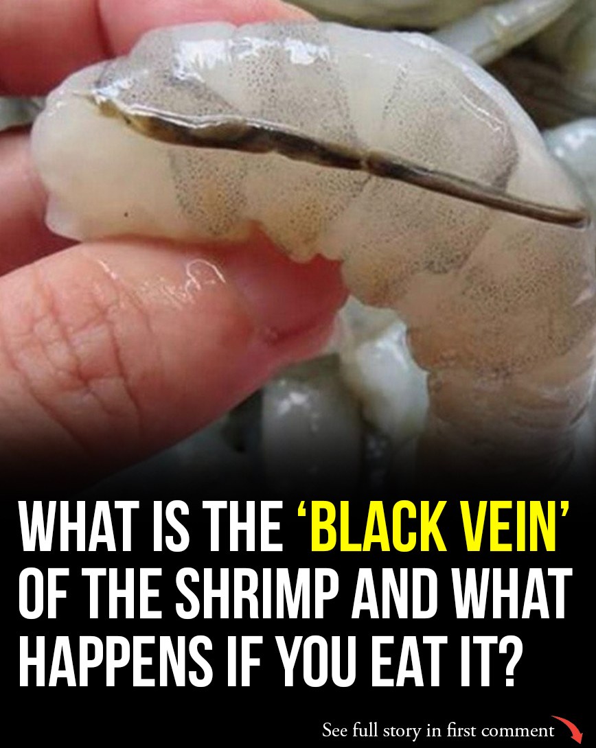 What exactly is the vein in shrimp… (Check In First comment👇